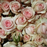 Star Blush Rose ramifiée d'Equateur Ethiflora